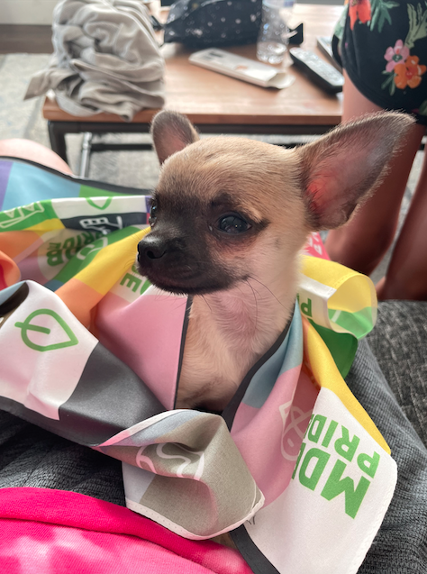 An adorable chihuahua puppy wrapped in a multicoloured scarf.